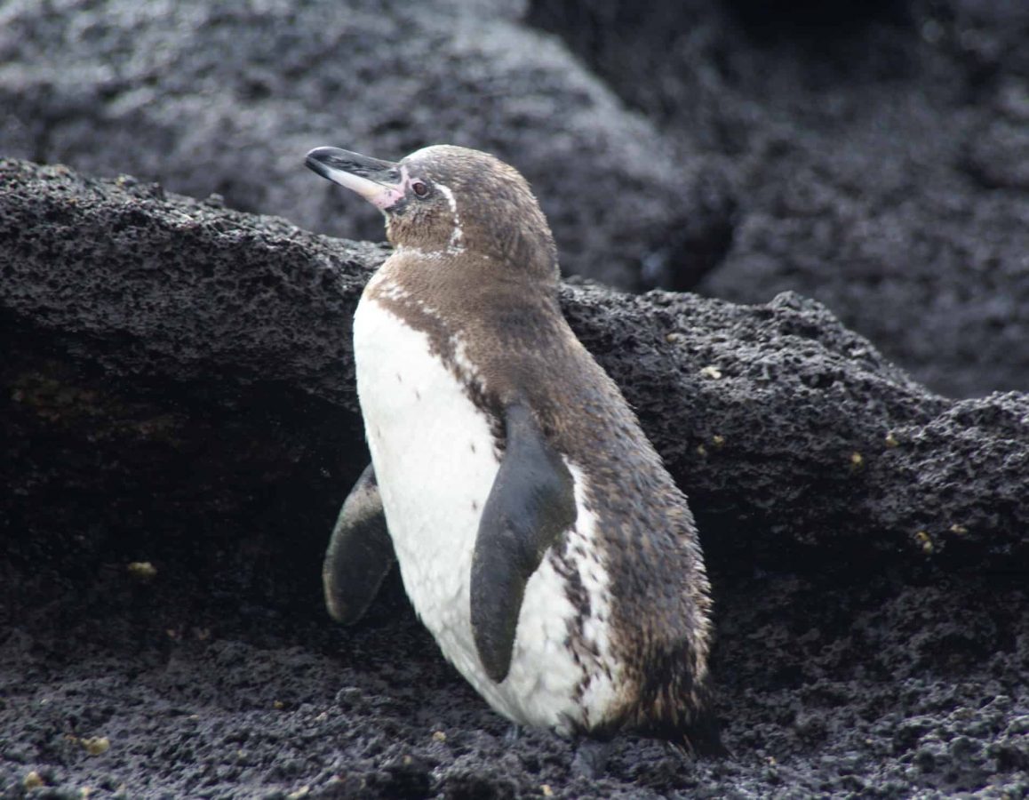 An image of a Galapagos penguin