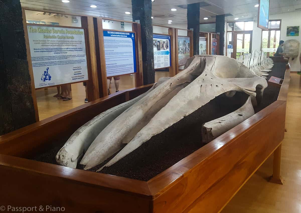 An image of a whale skeleton at Charles Darwin centre, one of the things to do with kids in Santa Cruz